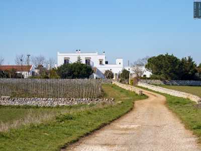 Salutiamo Rosalba e ci dirigiamo nell�agro di Gioia del Colle per visitare la Tenuta Patruno Perniola. Siamo in collina, a circa 350 metri d�altezza: qui il terreno roccioso e minerale fornisce i nutrimenti che arricchiscono i grappoli